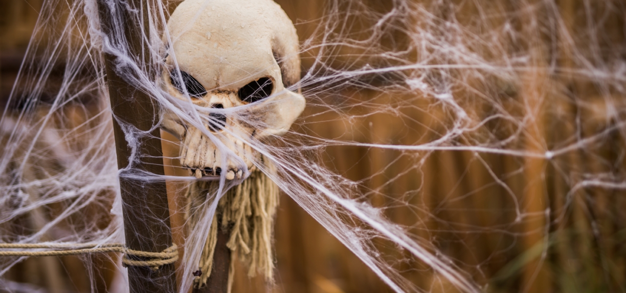 photo squelette halloween